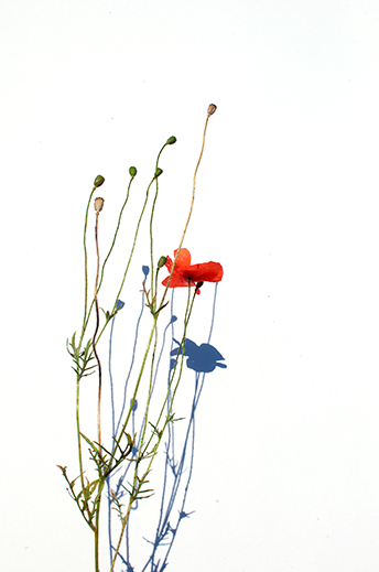 we resist. plants